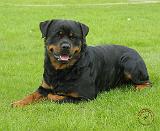 Rottweiler 9W025D-046